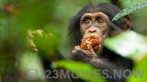 Chimpanzee