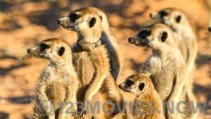 Meerkat Manor: The Story Begins