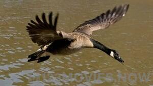 Winged Migration