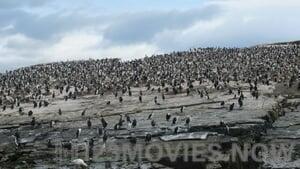 Winged Migration